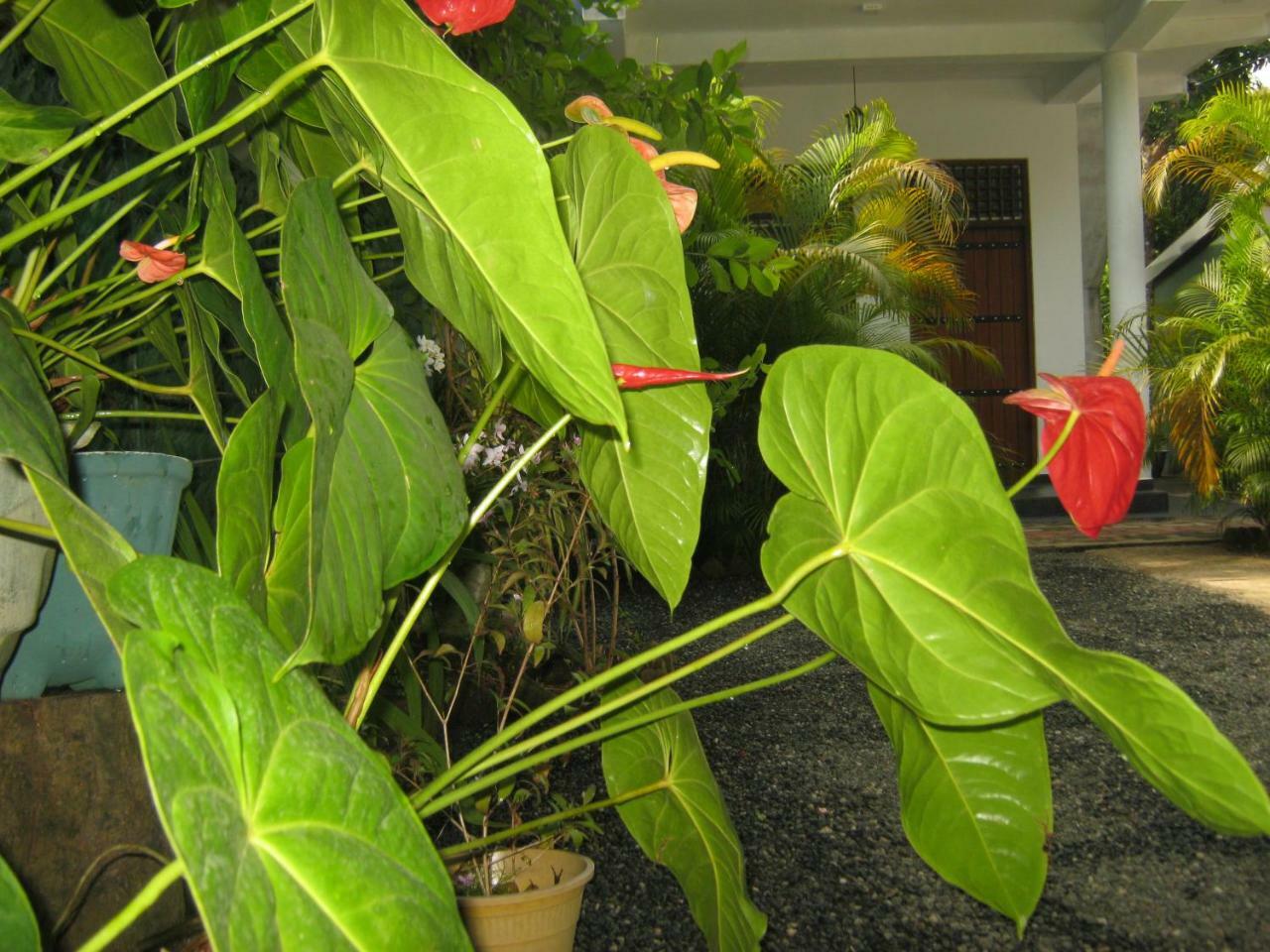 Golden Pearl Safari Villa 达瓦拉维 外观 照片